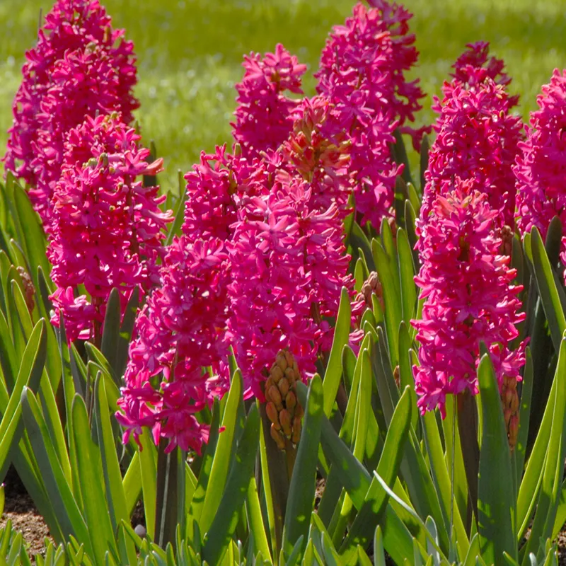 Bulbes de fleurs Non-Traité Hyacinthus Jan Bos calibre 16/17 (3004000)