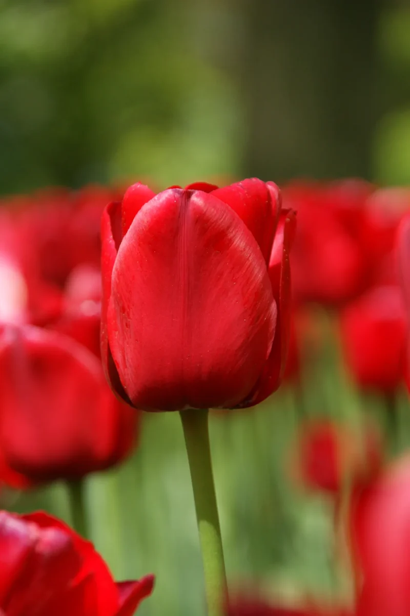 Bulbes de fleurs Non-Traité Tulipe Ile de France calibre 12/+ (1027300)