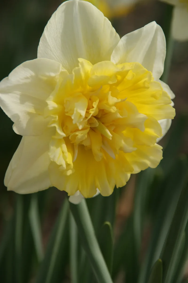 Bulbes de fleurs Non-Traité Narcissus Ice King calibre sp14/16 (2007500)