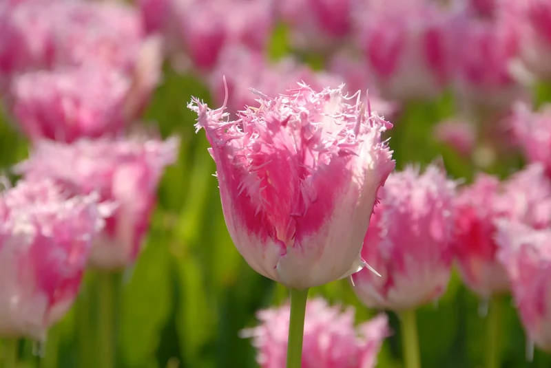 Bulbes de fleurs Non-Traité Tulipe Huis ten Bosch® calibre 12/+ (1034800)