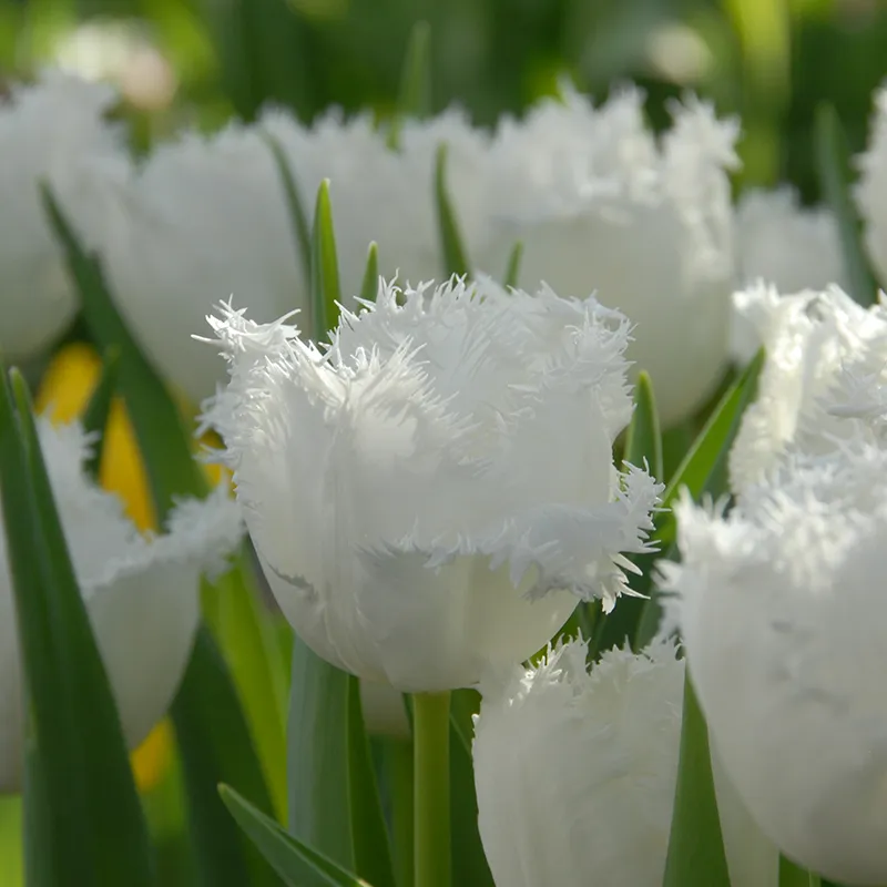 Bulbes de fleurs Non-Traité Tulipe Honeymoon® calibre 12/+ (1007900)