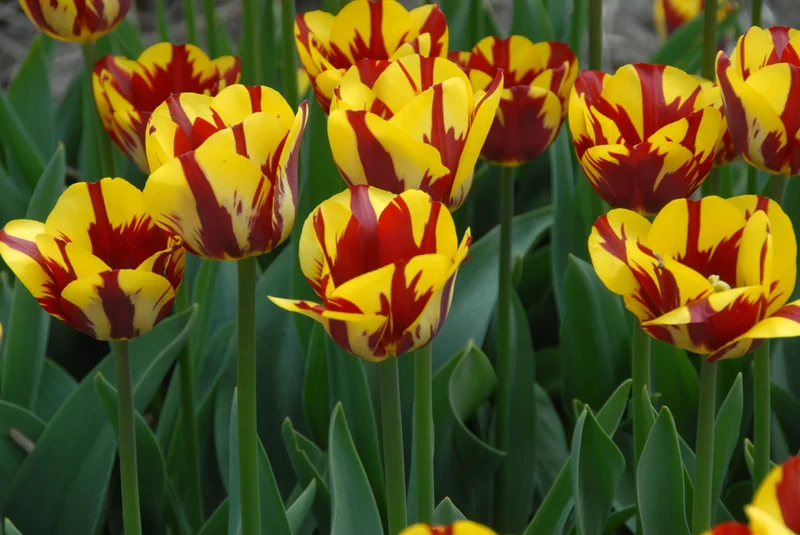 Bulbes de fleurs Non-Traité Tulipe Helmar calibre 12/+ (1035900)