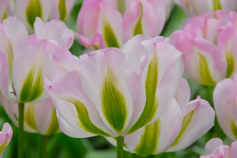 Bulbes de fleurs Non-Traité Tulipe Groenland calibre 12/+ (1007400)