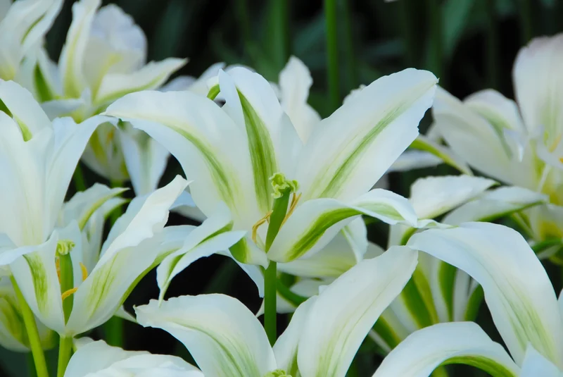 Bulbes de fleurs Non-Traité Tulipe Greenstar® calibre 12/+ (1007300)