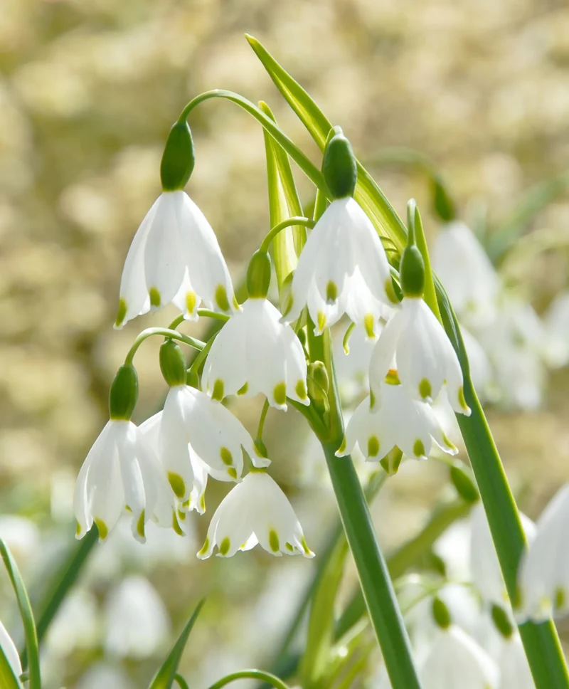 Bulbes de fleurs Non-Traité Leucojum aestivum Gravetye Giant calibre 14/+ (3761000)