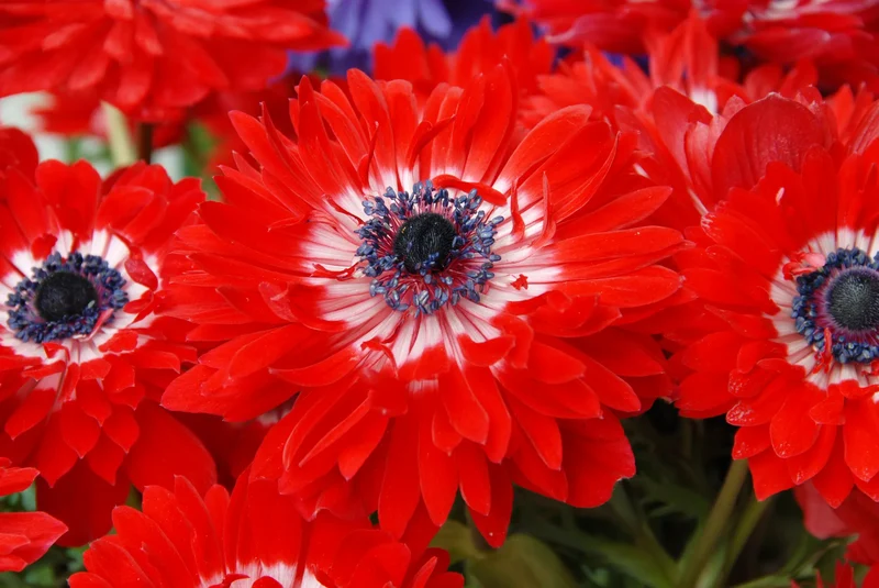Bulbes de fleurs Non-Traité Anemone Governor calibre 7/8 (5001200)