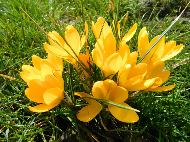 Bulbes de fleurs Non-Traité Crocus Golden Yellow calibre 7/8 (2502110)