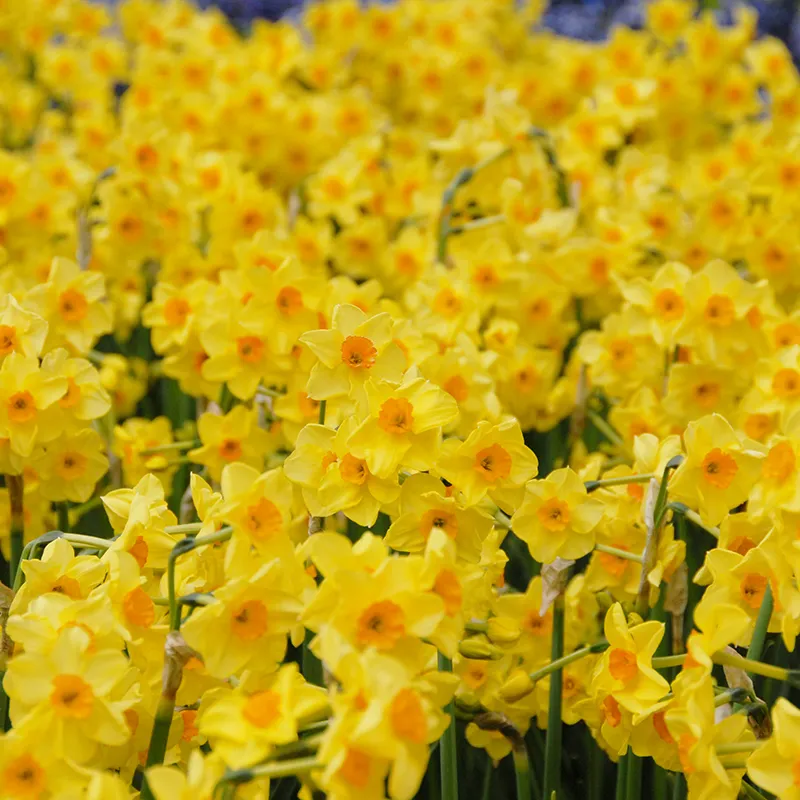 Bulbes de fleurs Non-Traité Narcissus Golden Dawn calibre z14/16 (2008400)