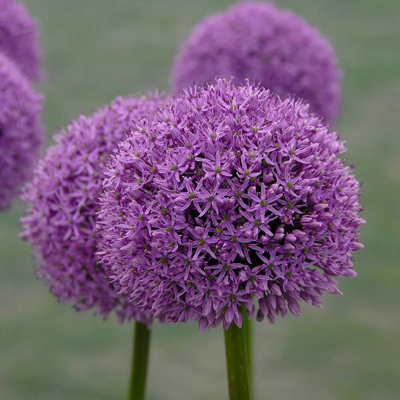 Bulbes de fleurs Non-Traité Allium Gladiator calibre 20/+ (3103500)