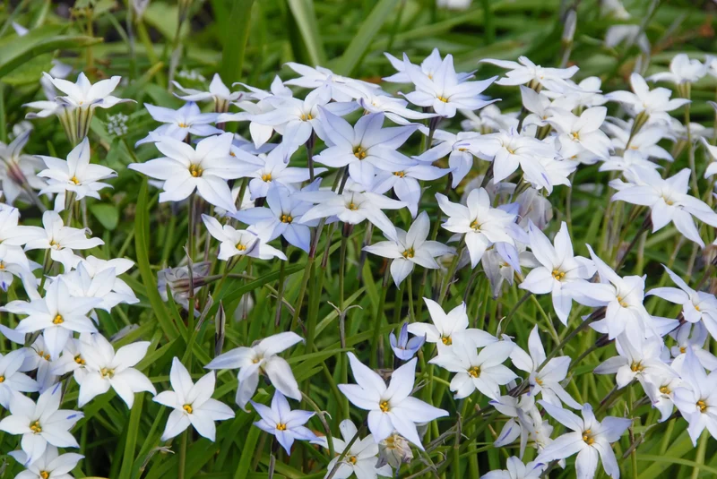 Bulbes de fleurs Non-Traité Ipheion uniflorum calibre 4/+ (3732500)