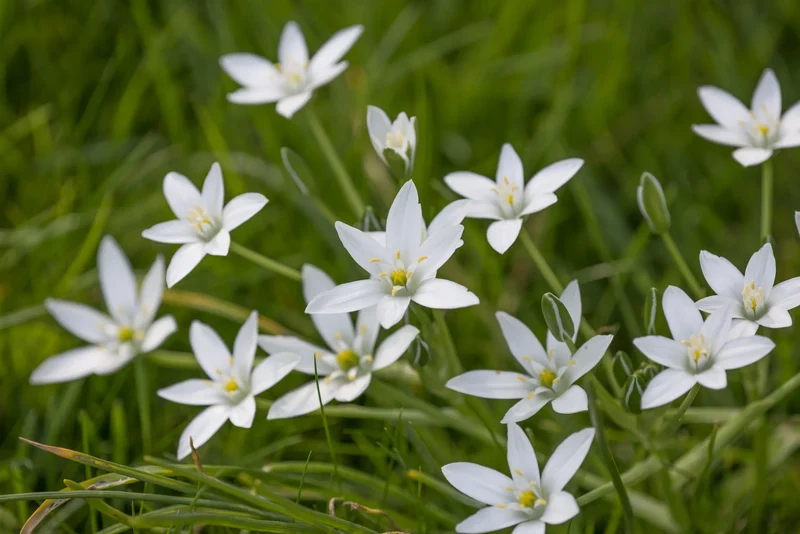 Bulbes de fleurs Non-Traité Ornithogalum umbellatum calibre 6/+ (3781000)