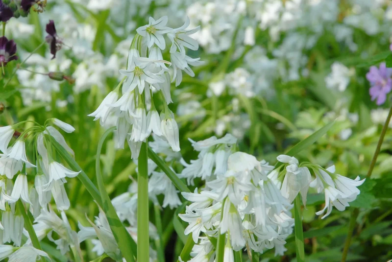 Bulbes de fleurs Non-Traité Allium triquetrum calibre 5/+ (3122500)