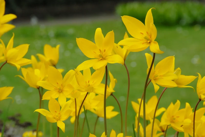 Bulbes de fleurs Non-Traité Tulipe sylvestris calibre 6/+ (1016300)