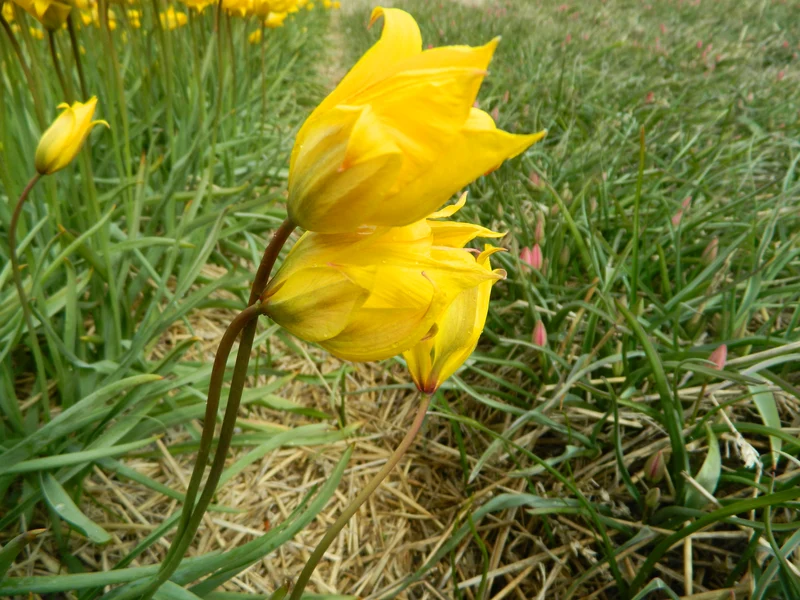 Bulbes de fleurs bio Tulipe sylvestris calibre 5/+ (tsylv05)