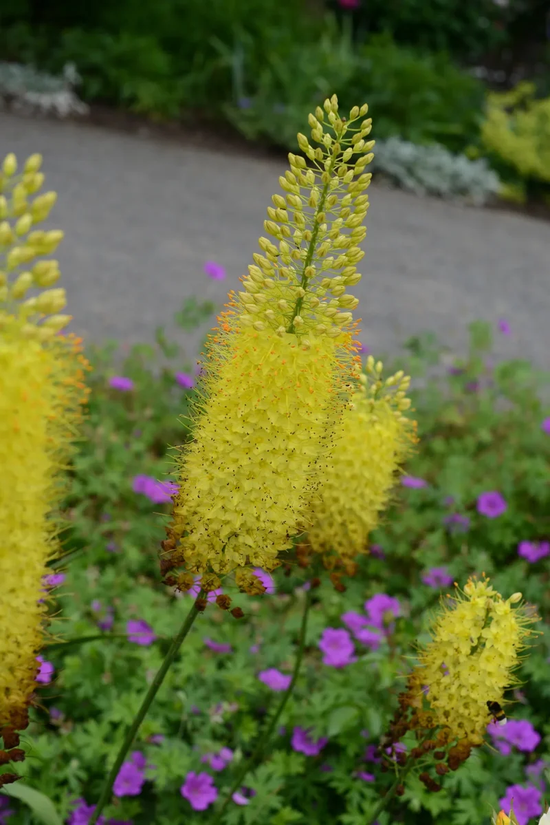 Bulbes de fleurs Non-Traité Eremurus stenophyllus calibre 1 (3251000)