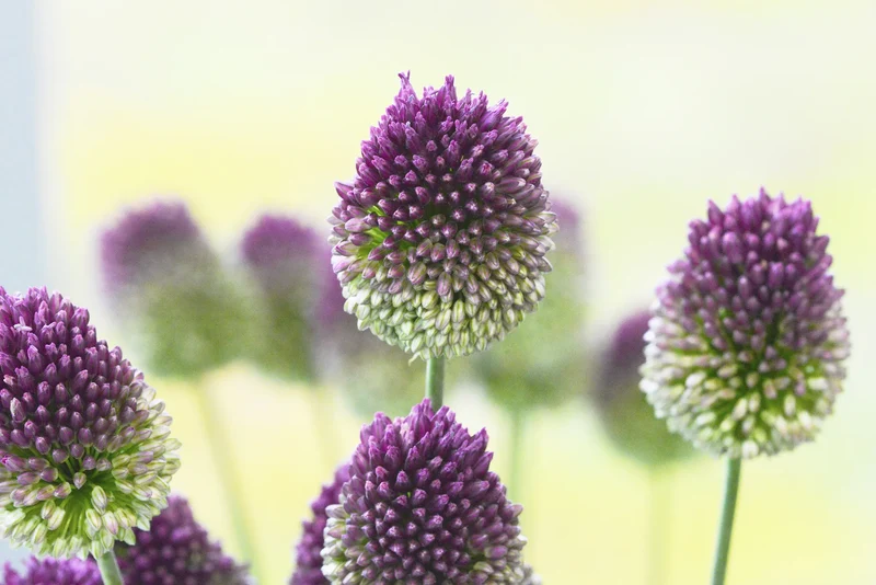 Bulbes de fleurs Non-Traité Allium sphaerocephalon calibre 6/+ (3111000)