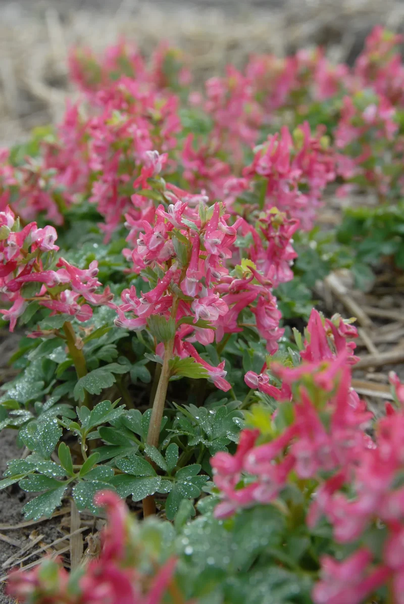 Bulbes de fleurs Non-Traité Corydalis solida calibre 5/+ (3220500)