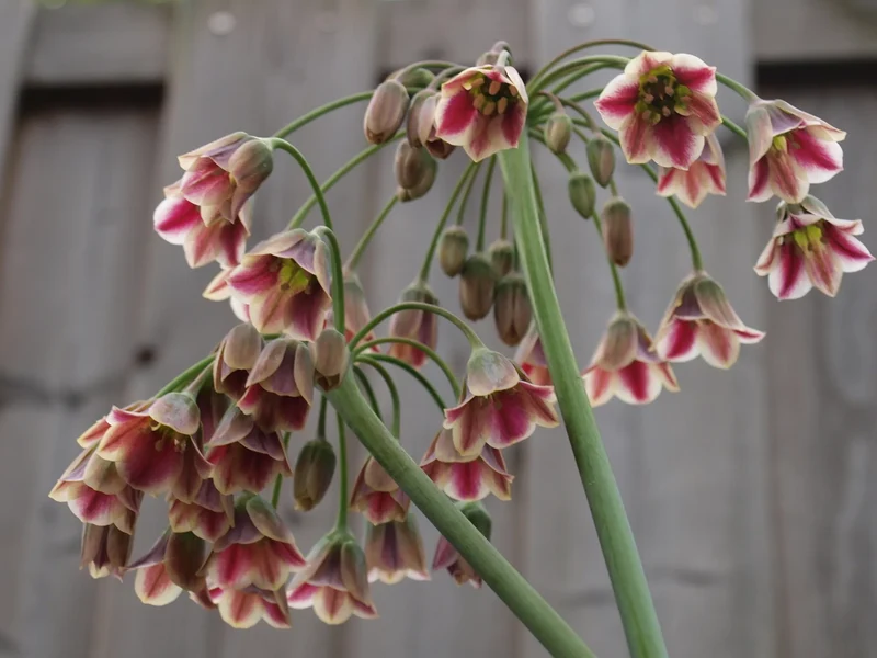 Bulbes de fleurs Non-Traité Allium siculum calibre 10/+ (3770500)