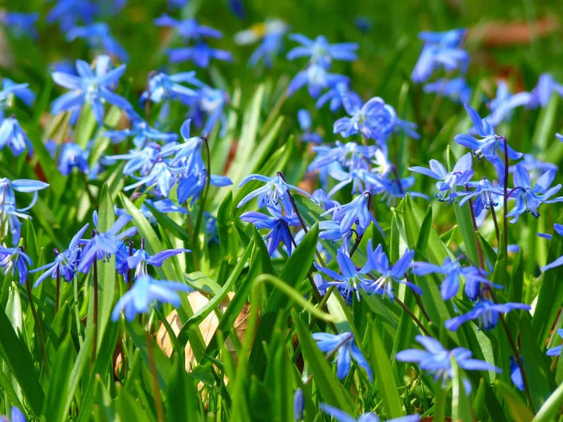 Bulbes de fleurs Non-Traité Scilla siberica calibre 7/8 (3902500)