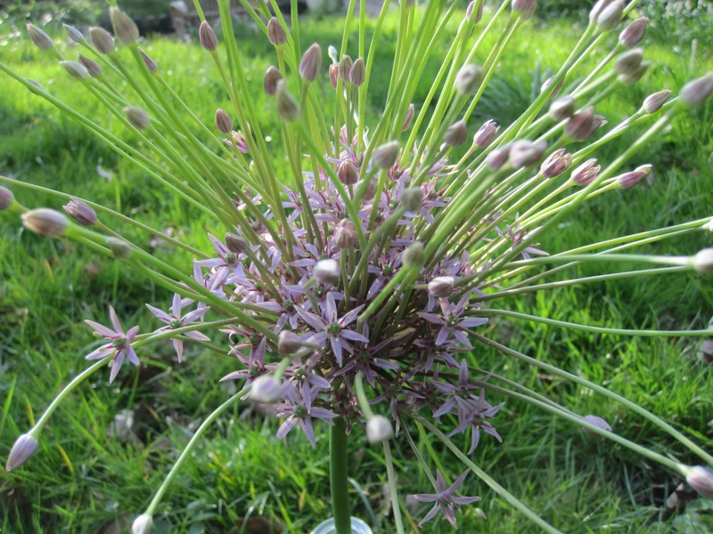 Bulbes de fleurs bio Allium Schubertii calibre 5/+ (aschu16)