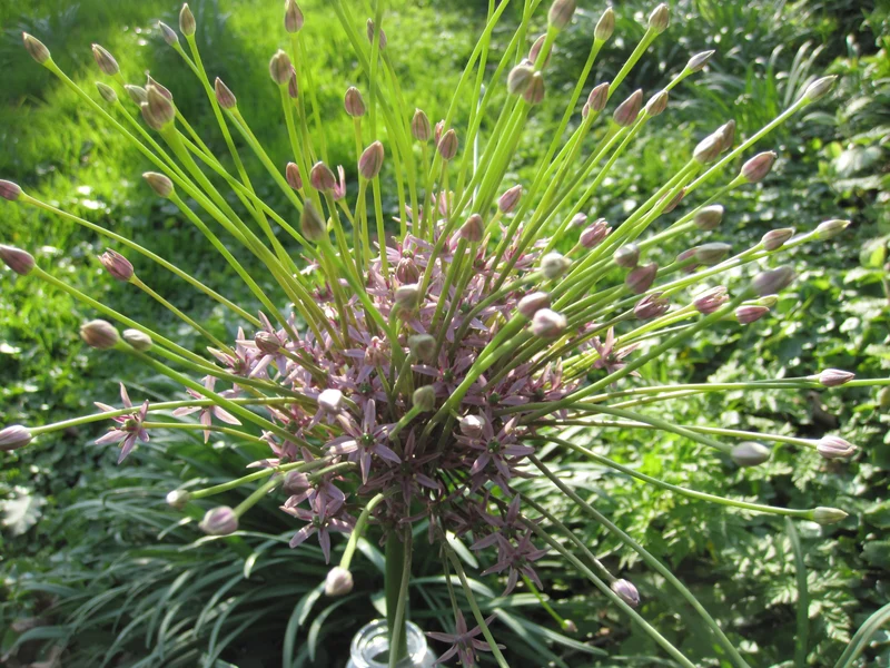 Bulbes de fleurs bio Allium Schubertii calibre 5/+ (aschu16)