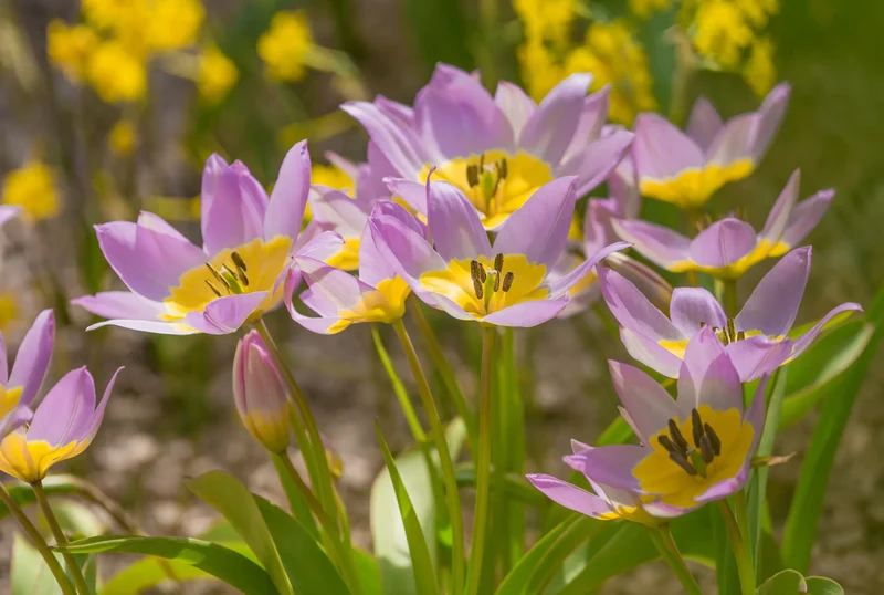 Bulbes de fleurs bio Tulipe saxatilis calibre 5/+ (tsaxa05)