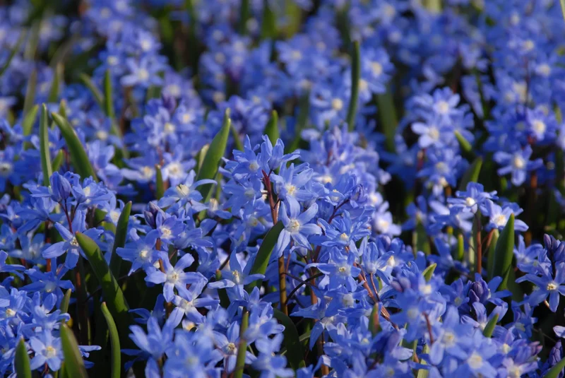 Bulbes de fleurs Non-Traité Chionodoxa sardensis calibre 5/+ (3403000)
