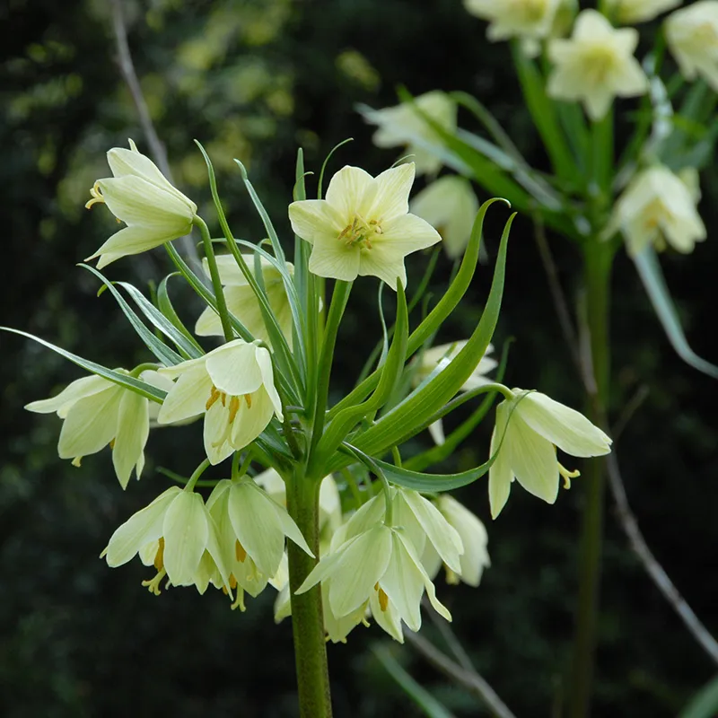 Bulbes de fleurs Non-Traité Fritillaria raddeana calibre 16/+ (3604000)