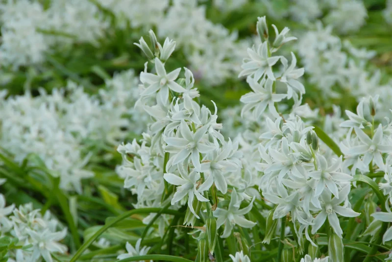 Bulbes de fleurs Non-Traité Ornithogalum nutans calibre 5/+ (3780510)