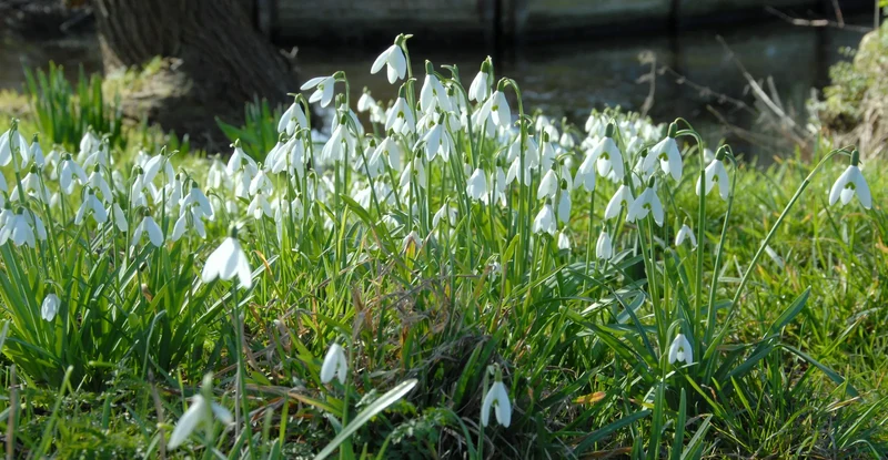 Bulbes de fleurs Non-Traité Galanthus nivalis calibre 5/6 (3701500)