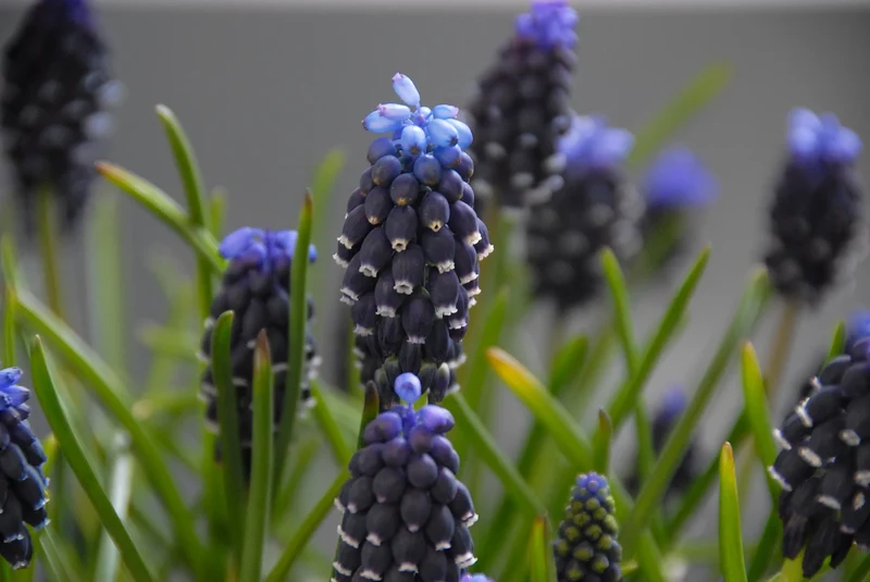 Bulbes de fleurs Non-Traité Muscari neglectum calibre 5/7 (3809500)