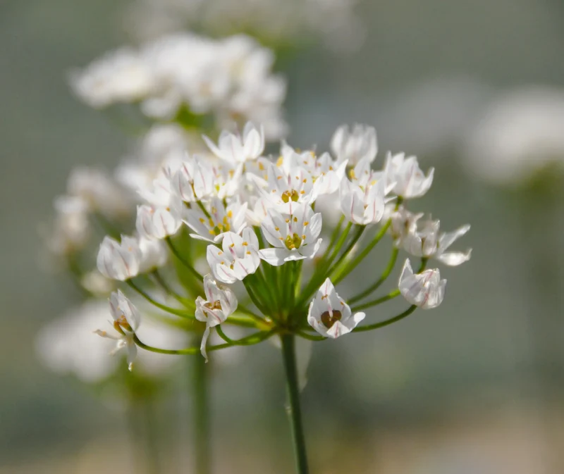 Bulbes de fleurs Non-Traité Allium neapolitanum calibre 4/+ (3107500)