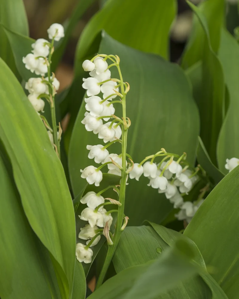 Bulbes de fleurs Non-Traité Convallaria majalis calibre 1 (3210000)