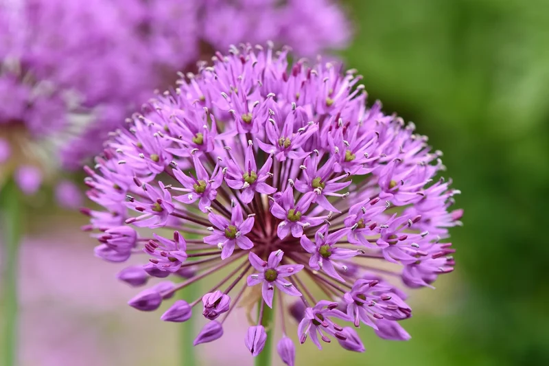 Bulbes de fleurs Non-Traité Allium lusitanicum calibre 1 (3110000)