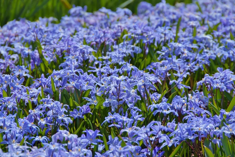 Bulbes de fleurs Non-Traité Chionodoxa luciliae calibre 5/6 (3402000)