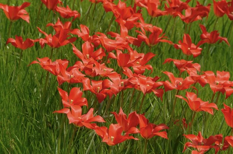 Bulbes de fleurs Non-Traité Tulipe linifolia calibre 5/+ (1009400)