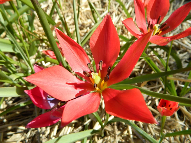 Bulbe Tulipe Linifolia 4+ Bio