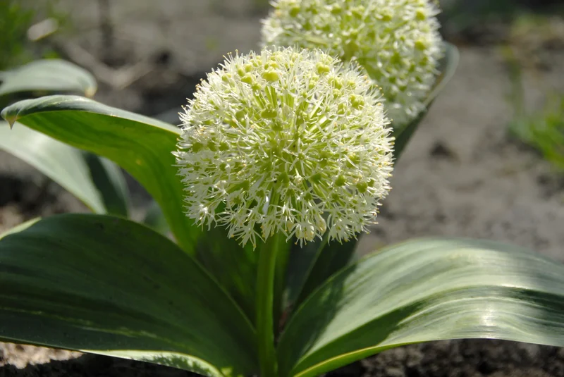 Bulbes de fleurs Non-Traité Allium karataviense calibre 14/+ (3105500)