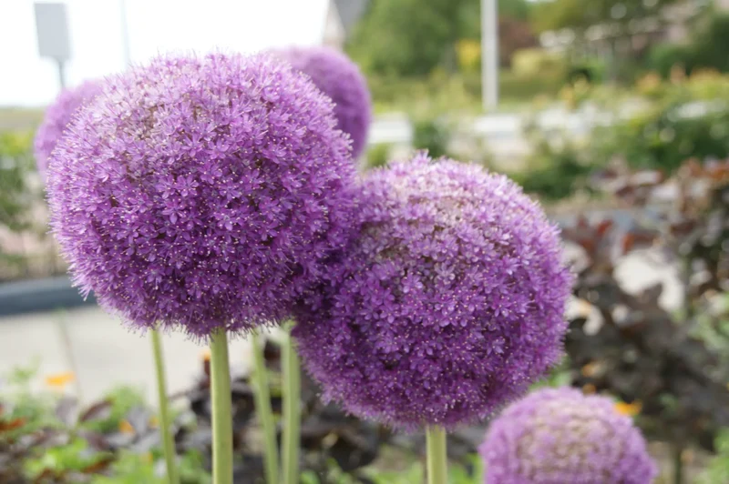 Bulbes de fleurs Non-Traité Allium giganteum calibre 20/+ (3114000)