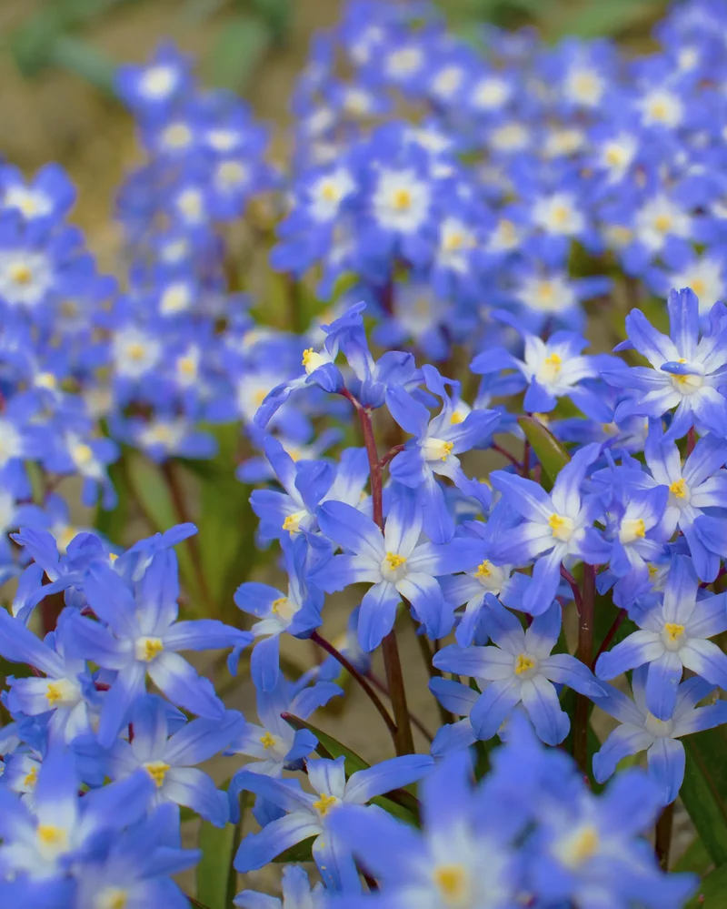 Bulbes de fleurs Non-Traité Chionodoxa forbesii calibre 5/6 (3400100)