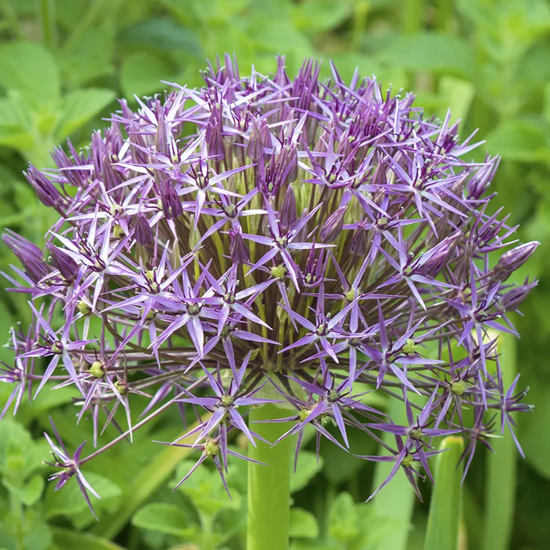 Bulbes de fleurs Non-Traité Allium cristophii calibre 12/14 (3102010)
