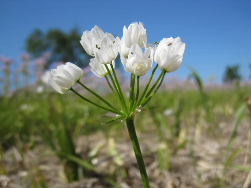 Bulbes de fleurs Non-Traité Allium cowanii calibre 5/+ (3102500)