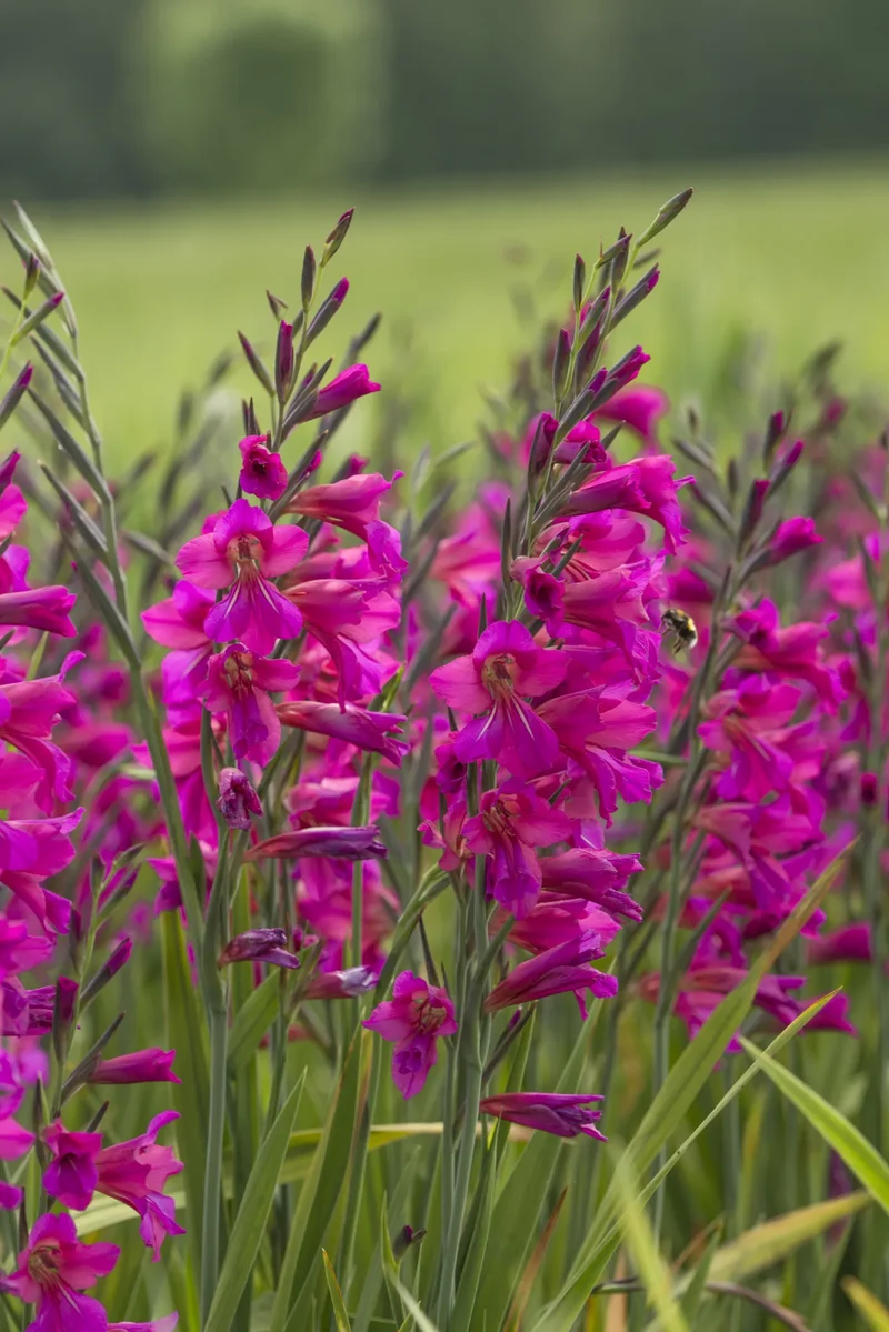 Bulbes de fleurs Non-Traité Gladiolus communis ssp. byzantinus calibre 6/+ (3720500)