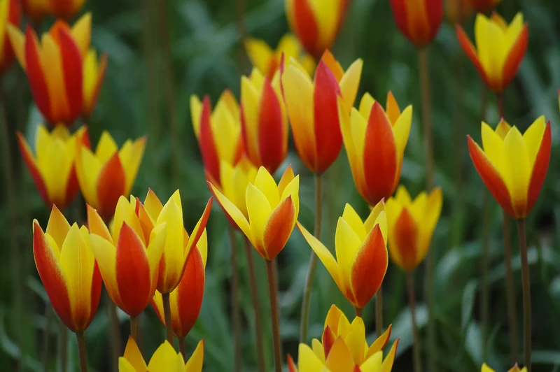 Bulbes de fleurs Non-Traité Tulipe clusiana var. chrysantha calibre 5/+ (1024800)