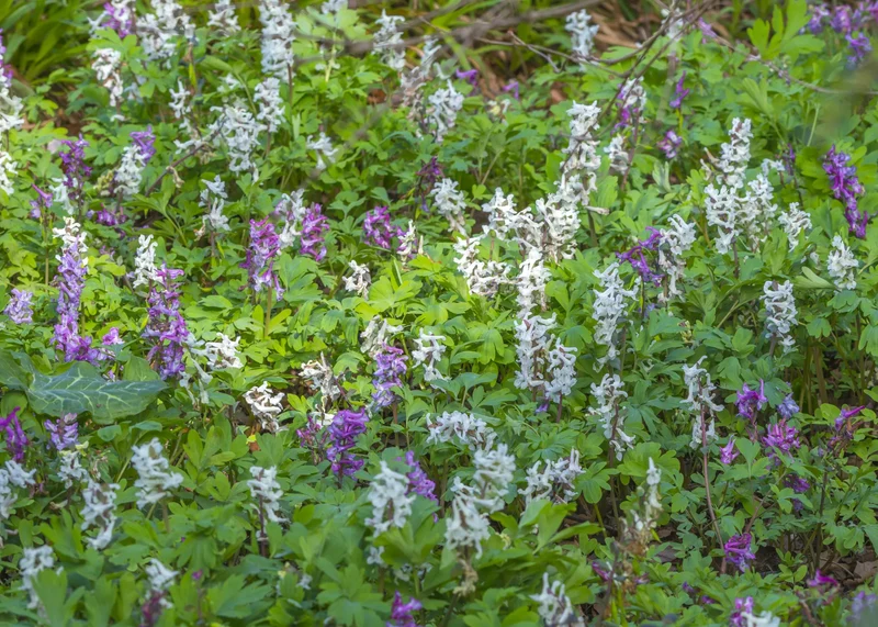 Bulbes de fleurs Non-Traité Corydalis cava calibre 1 (3220000)