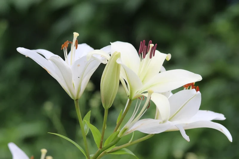 Bulbes de fleurs Non-Traité Lilium candidum calibre 18/20 (4000510)