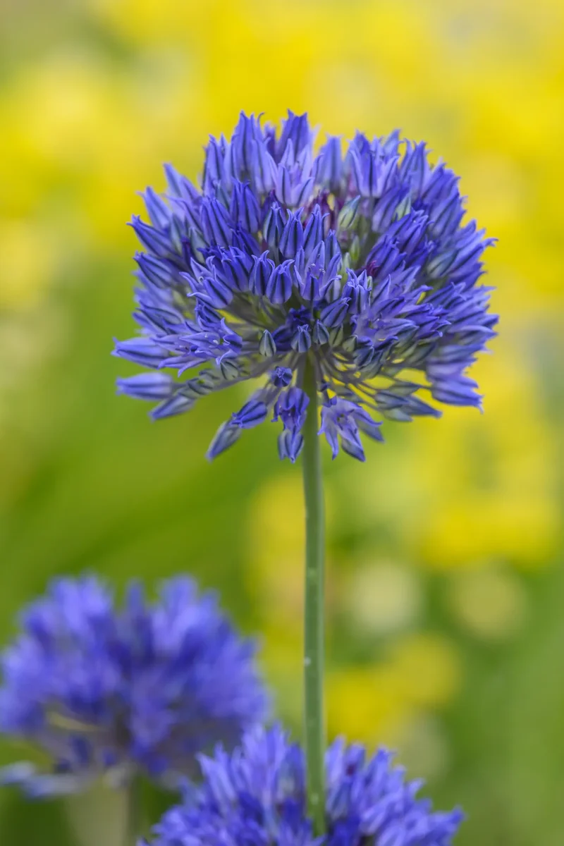 Bulbes de fleurs Non-Traité Allium caesium calibre 5/+ (3136500)