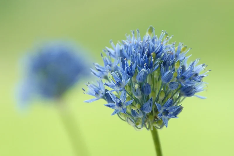 Bulbes de fleurs Non-Traité Allium caeruleum calibre 4/5 (3101500)