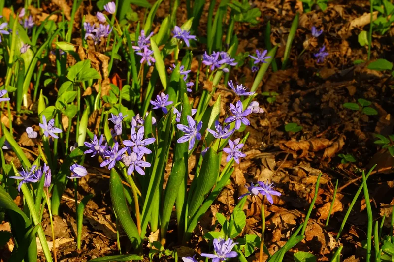 Bulbes de fleurs Non-Traité Scilla bifolia calibre 5/+ (3900500)