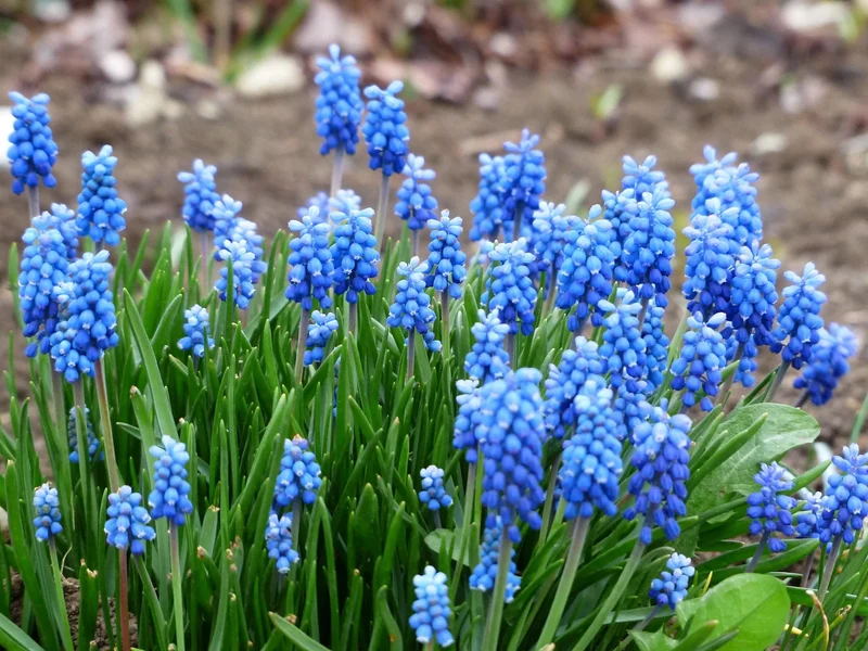 Bulbes de fleurs Non-Traité Muscari azureum calibre 6/+ (3804500)